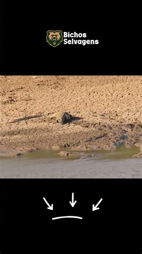 A MAMBA NEGRA ENCONTROU A MORTE SEM SEGUNDOS