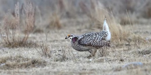 Update on grouse and partridge numbers in ND as hunting season approaches