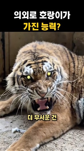 의외로 호랑이가 가진 능력?