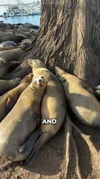 This is how sea lions give birth in the Wild. #sealions #oceanlife