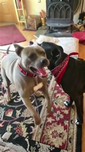 Double the Trouble, Twice the Wiggle💕💕 petBee Stories #shorts #funny #animals