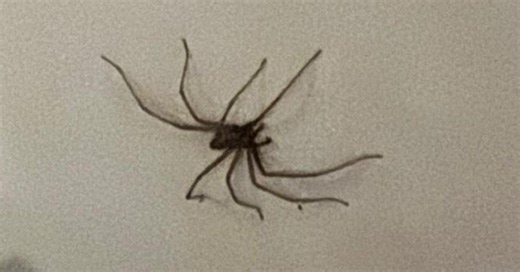 « Ne les écrasez pas » : les araignées, parfois énormes, font leur retour dans nos maisons… mais voici pourquoi il ne faut pas en avoir peur