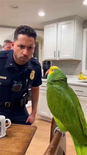 "Parrot Roasts Cop with Belly Button Joke 😂🦜🚓" #funnyvideos #Parrot | Soccer LOL Arena
