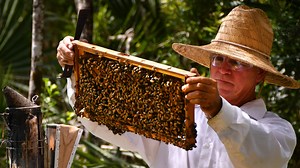 Bee crisis: Pollinators endure countless threats in Florida. And we need them to live