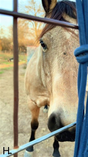 Investing in Your Best Friend: The Cost of Horse Ownership