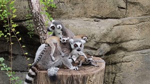 98K views · 11K reactions | The lemur babies are 1 month old and just beginning to explore off of their mother's back. It's been 30 years since we have had a ring tail lemur birth and this year we've had 3! | Cincinnati Zoo & Botanical Garden | Facebook