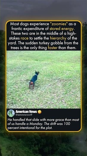 THE DACHSHUND DRIFT