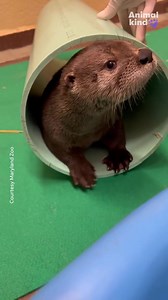 13K views · 197 reactions | Watch this otter-ly adorable pup live her best life after being found orphaned at just over a month old. | Humankind | Facebook