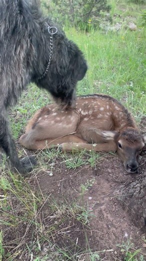 Irish Wolfhound Nigel meets a baby elk. Irish Wolfhound definitely did not attack. #dog #cute #love