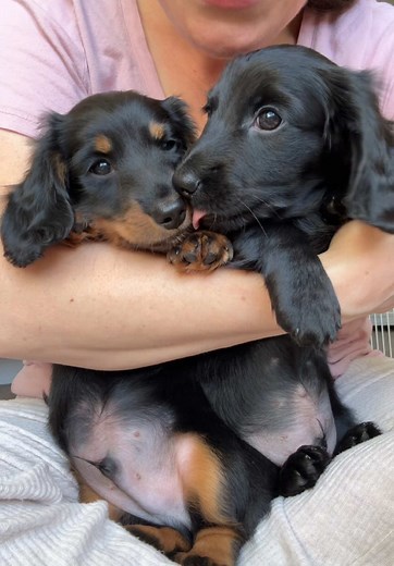 Heartfelt Tribute to Dachshund Families