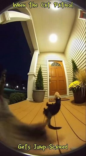 Cat Patrol Gets a Jump Scare: Hilarious Feline Reactions!