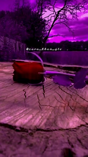 Beautiful Still Life with Red Rose and Silver Ring