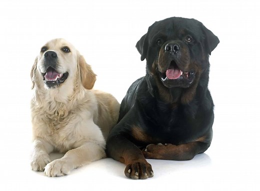 Golden Retriever Rottweiler mix: Should you get this dog? - K9 Web
