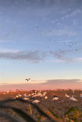 #goosehunting #duckhunting #kansas #northdakota #texas | Duck