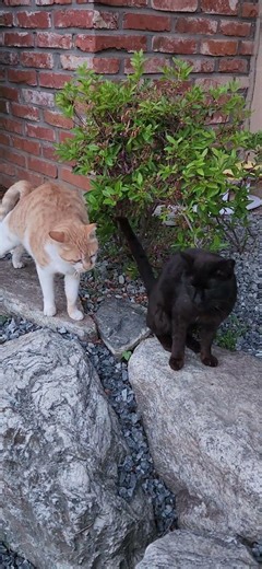이블이 바깥에 있고 까망이 자고 있었니? #고양이 #살아있는모든생명은소중합니다 #길고양이와함께살아요