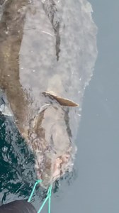 Always an honor, always a privilege, always a special experience. Large Atlantic halibut swimming back. Think you’ve got what it takes to grind out a big one? Come visit us during the big fish period in 2026! info@camphalibut.com 238 cm (235FL) | Camp Halibut Sørøya
