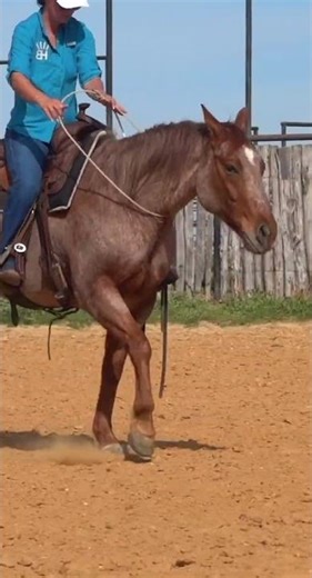 Blue Benz REEL 2 red roan Gelding by BLUE ONE TIME out of LITTLE MASERATI - Buster Horses - Texas