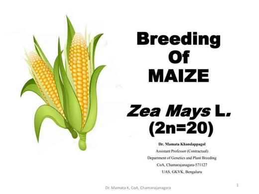 Breeding of Maize