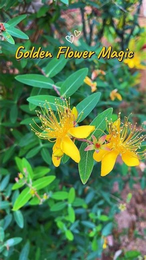 📍Golden Hypericum Flowers Bloom 🌼 Creeping St. John’s Wort #nature #flowers #shorts