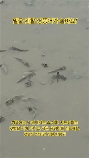 한국의 갯벌