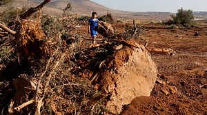Israeli military uproots thousands of Palestinian olive trees in West Bank