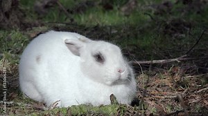 rabbit sitting on meadow