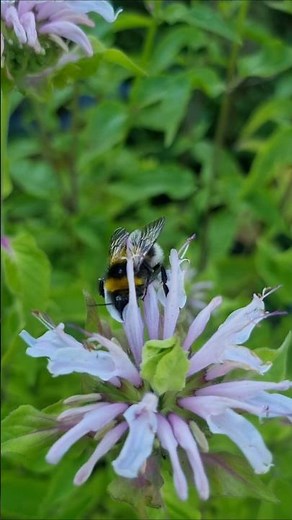 Bee Balm - Make your own Tea and attract Bees