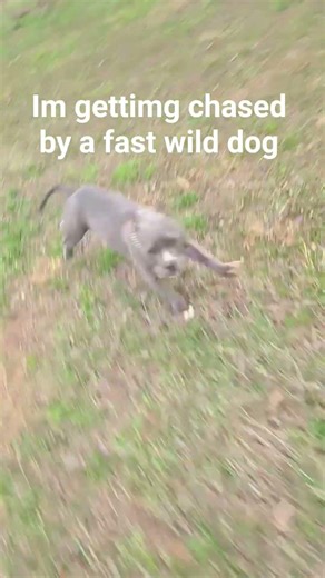 im getting chased by a wild dog