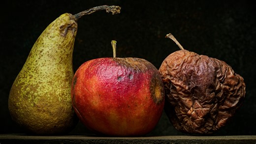 Not too hard, not too soft, rotting fruit is just right - for fruit fly maggots
