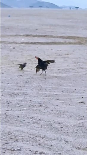 EAGLE VS TURKEY WHICH ONE WINS🦃🔥🦅#eagle #turkey #birds #wildlifeentertainment #birdofprey #shorts
