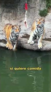 Tiger Who Loves His Wife. #animals #fyp #Friendship #Us #