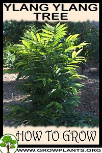 Ylang ylang tree - How to grow & care