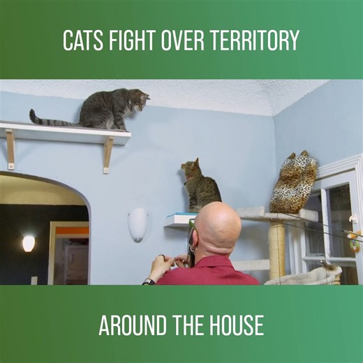 14K views · 237 reactions | Jackson Galaxy helps two cat guardians create a "cat wonderland" for a more peaceful home. #MyCatFromHell Watch full episodes on discovery+: https://bit.ly/3HfHr6e | Love Animals | Facebook
