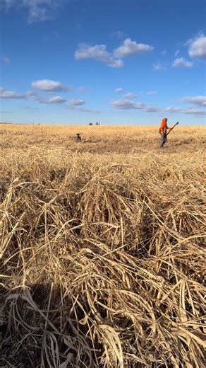 #bluecollarbirdhunting #fypシ゚viral #fypage #motivation #motivational | motivating videos