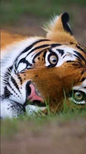 Witness the Untamed Majesty of Bengal Tigers in Their Wild Kingdom 🐅