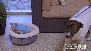 105K views · 381 reactions | Marti sees her cat Harry as the "mascot" of her dog resort. Jackson Galaxy see Harry as potential bait. | Animal Planet | Facebook