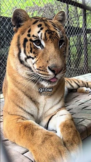 What Happens When a Lion Meets a Tiger? Meet the Giant Liger