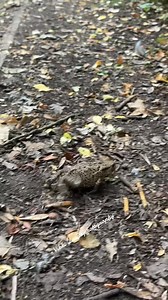 A little common toad, adopting the defensive stance and blowing himself up. When they feel threatened they do this and produces a double tasting secretion from its paranoid and other glands. This makes it undesirable to predators although grass snakes seem unaffected by it. #toad #commontoad #toads #wildlife #ukwildlife I do not own the rights to the sound/music | Vikki Lovett Photography | Facebook