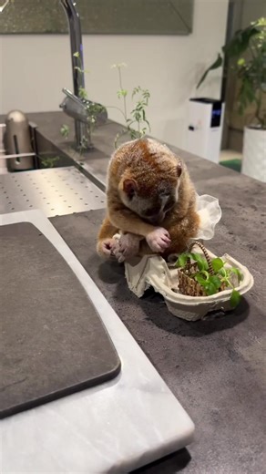 Discover the Cute and Mysterious Slow Loris