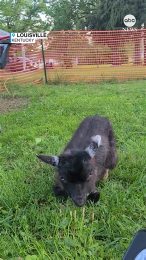 143K views · 2.5K reactions | Meet Whiskey, a 3-month-old Nigerian dwarf goat who's now thriving at a sanctuary in Kentucky after losing all four legs to frostbite by the time he was a month old. https://abcnews.visitlink.me/EfZ6tc | ABC News | Facebook