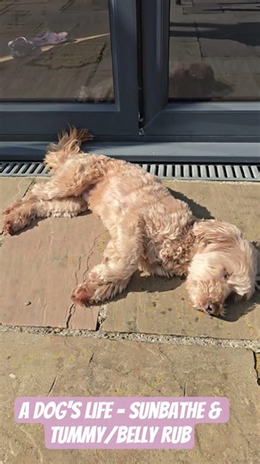 A Dog's Life! - Sunbathe and Belly Tummy Rub - Cavapoochon doggie