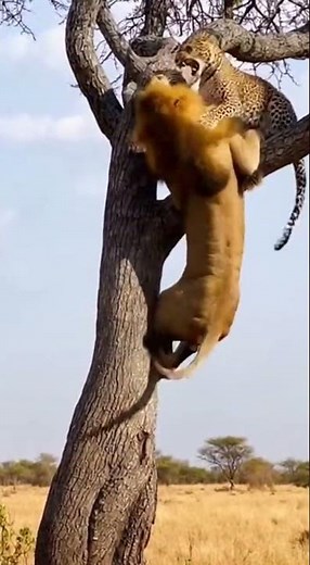 Lion vs Leopard: The Ultimate Tree Battle | Real Wildlife Encounter #cheetahvsimpala #animalfight
