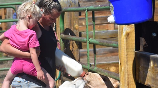 Colorado wolves kill 8 sheep in largest attack since reintroduction