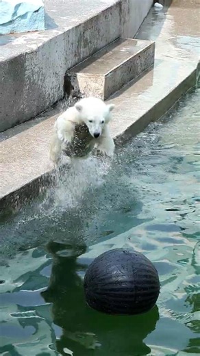 A polar bear cub - Umka jumping