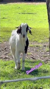 Having a conversation with adorable Billy Goat! #farm #billygoat #walkwithme