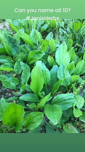 Can you name all 10? Bonus points for naming benefits too! | JenisHerb