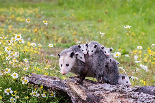 This Mother Possum Carried 13 Babies and Taught Them How to Survive