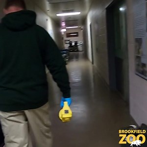 Curious about the Mexican wolf pup cross fostering process? Learn all about it (and see the adorable wolf pups) in our video about our role in the U.S. Fish and Wildlife Services’ Mexican Wolf Recovery Program. Check out the full video at https://youtu.be/nptyMJxiJlQ. | Brookfield Zoo Chicago