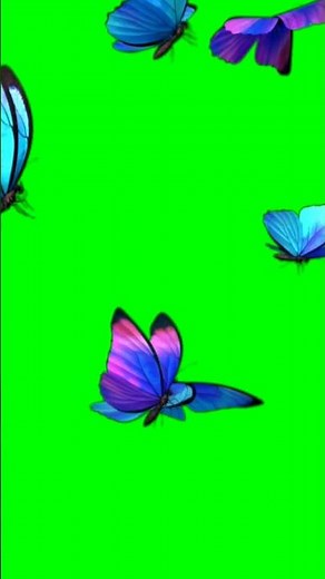Green Screen Animated Butterfly | Free Download