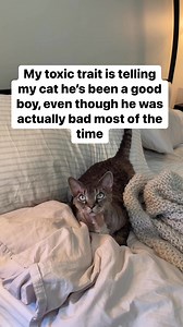 932K views · 3.3K reactions | Guilty  #cats #funnyanimals #comedy #funnyvideos | Life With Wes & Alison | Facebook